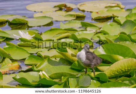 bird with water lilies