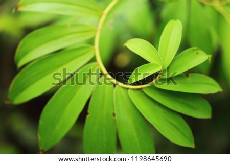 Environment of green leaves