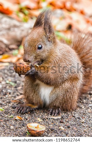 Red squirrel eating a nut on a ground in Lazienki park park, Poland