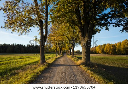 Beautiful autumn day in Sweden Scandinavia. Colorful trees, road and Alley. Calm, peaceful and happy outdoors image.