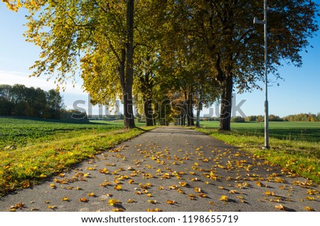 Beautiful autumn day in Sweden Scandinavia. Colorful trees, road and Alley. Calm, peaceful and happy outdoors image.