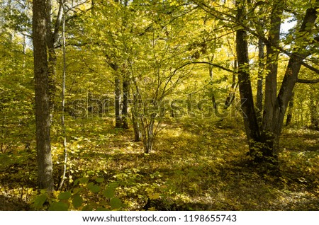 Beautiful autumn day in Sweden Scandinavia. Colorful trees in forest. Calm, peaceful and happy image.
