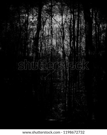 Dark scary trees, halloween spooky nature wallpaper