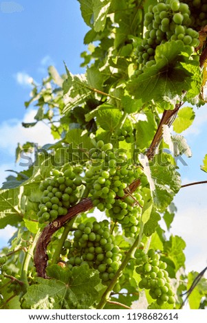 Green wine Grapes on the Vine with Sun