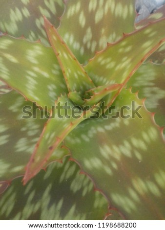 Angled View Of A Aloe