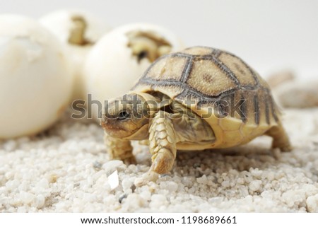 Close up Baby Tortoise Hatching (African spurred tortoise),Birth of new life, Cute baby Animal ,slow life ,Cute tortoise, Geochelone sulcata                             