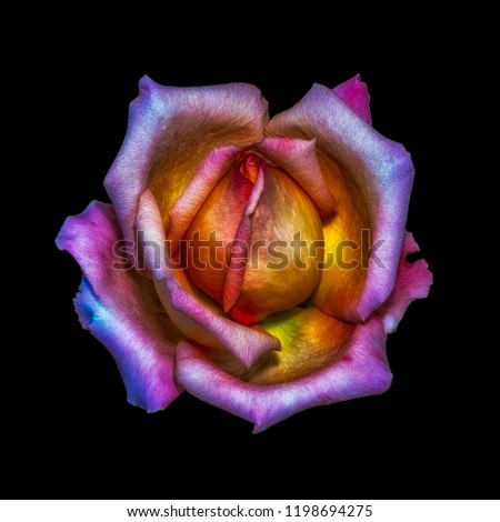 Colorful fine art still life bright floral macro flower image of a single isolated rainbow colored rose blossom, black background,detailed texture,surrealistic vintage painting style 