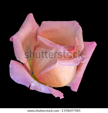 Pastel color fine art still life bright floral macro flower image of a single isolated orange pink yellow rose blossom, black background,detailed texture,vintage painting style 