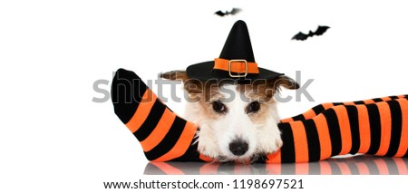 BANNER OF A CUTE HALLOWEEN DOG WEARING A WITCH OR WIZARD HAT SITTING  OVER  STRIPED ORANGE AND BLACK SOCKS OF ITS CHILD OWNER. ISOLATED AGAINST WHITE BACKGROUND WITH COPY SPACE.