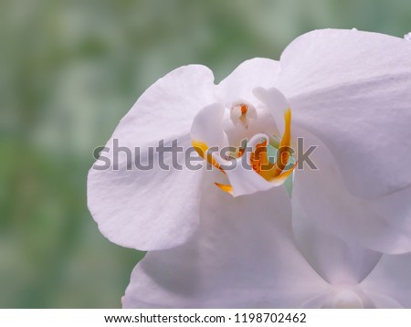 white orchid flower image