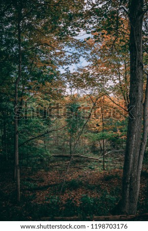 Beautiful Autumn walk in the forest; Stunning fall colors starting to pop; Peaceful Nature Photography: Ontario, Canada