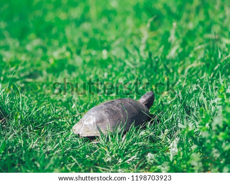 Turtle walking at the green grass