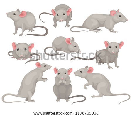 Flat vector set of mouse in different poses. Small rodent with gray coat, big pink ears and long tail. Cute domestic mice Royalty-Free Stock Photo #1198705006