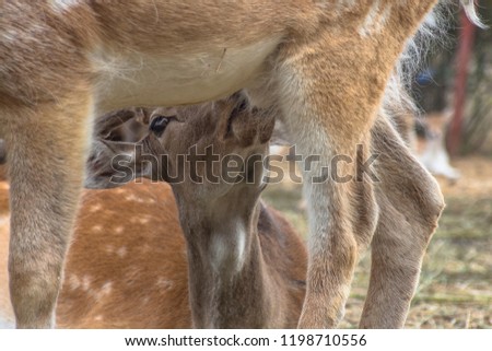 Portrait of a roe deer between deer legs.