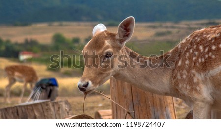 Portrait of a roe deer with a stick in the mouth. Village of Hadjidimovo, Bulgaria.