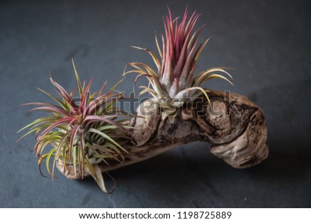 Driftwood sculpture with airplants