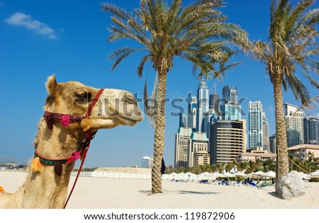 Camel at the urban building background of Dubai. UAE Royalty-Free Stock Photo #119872906