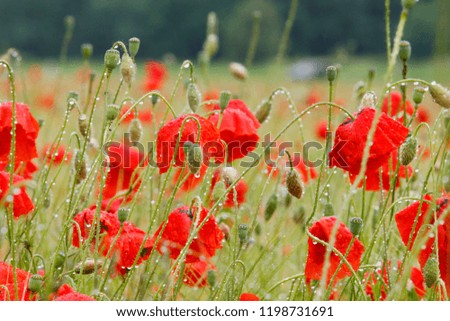 Field of red poppies, after the rain