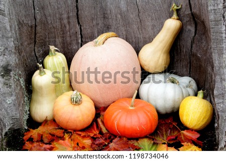 Halloween Autumn Pumpkin mix on a dark wooden background, still life