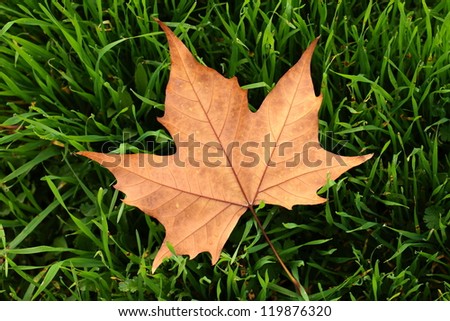 Autumn leaf in macro closeup