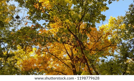 golden autumn fall foliage natural landscape bright leaf leaves with blue sky part forest trees