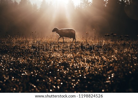 Lost sheep on autumn pasture. Concept photo for Bible text about Jesus as sheepherder who cares for lost sheep Royalty-Free Stock Photo #1198824526