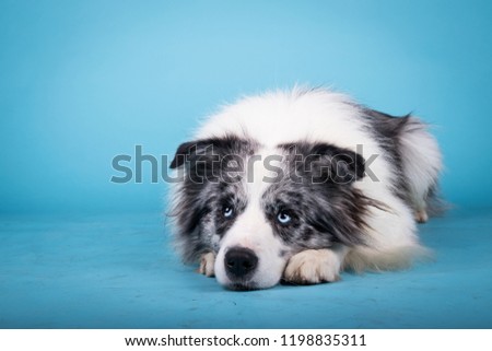 adorable portrait of amazing healthy and happy adult blue merle border collie in the photo studio on the blue background
