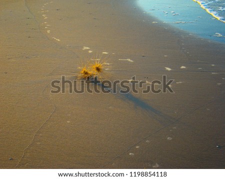 blue waves on the beach. spiny plant and blue waves on a sandy beach