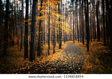 autumn in the shady forest with the road, Russia, Ural