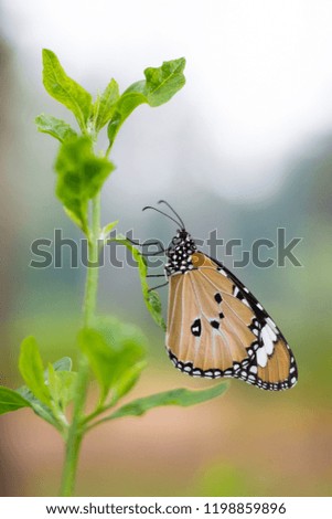 The plain tiger butterfly sitting on the plants in its natural habitat.