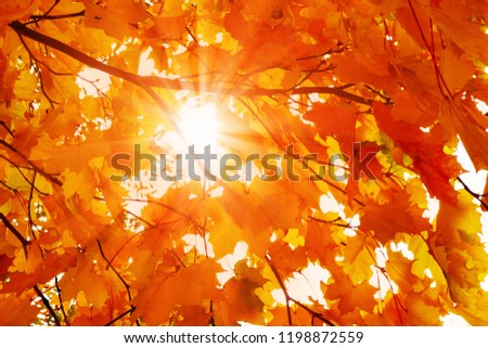 Beautiful autumn landscape. The sun shines through the leaves of orange maple