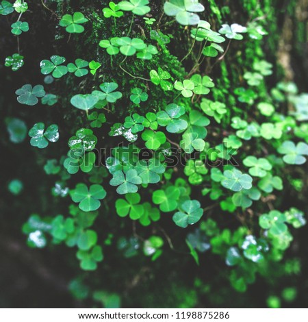 Beautiful green cloves in the forest. Concept of Saint Patrick Day's celebration, nature and spring.