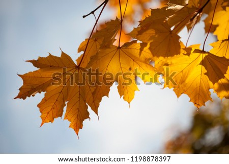 
maple leaves in autumn