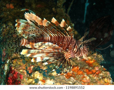Closeup photo of lion-fish at night with flesh lights. It's on the colorful coral background.  