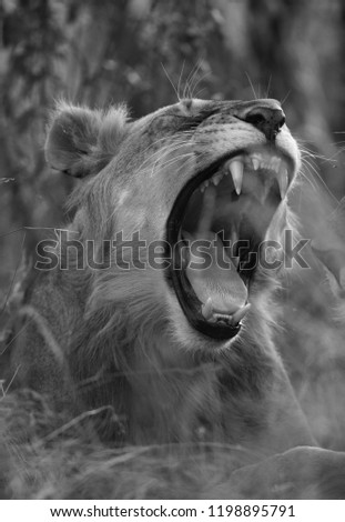 Lion yawning with a bokeh of grasses, Masai Mara