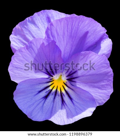Blue pansy flower isolated on black  background