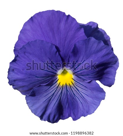 Blue pansy flower isolated on white background