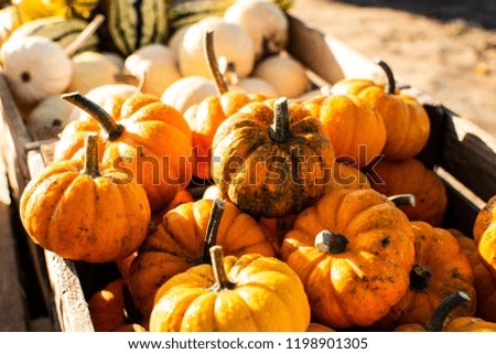 Pumpkin in autumn Sun