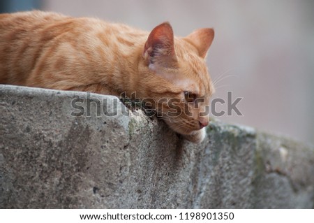 portrait of ginger cat in outdoor looking away in the street