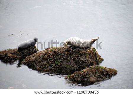 Two curious and cute Pacific harbor seals, one grey and one white and brown, resting on a rock in the sea in Horseshoe Bay, BC, Canada