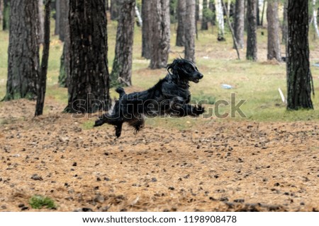 little black dog plays in the forest