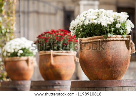 Large flower pots with white and burgundy chrysanthemums. Vases with flowers stand on wooden barrels. Sale of flowers