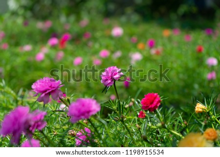Portulaca flower with blur background. (Portulaca oleracea)