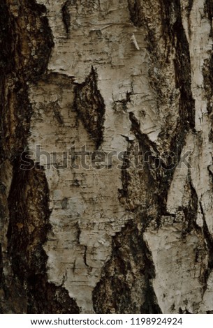 Rough birch bark surface texture. The pattern of birch bark. Black and white. 