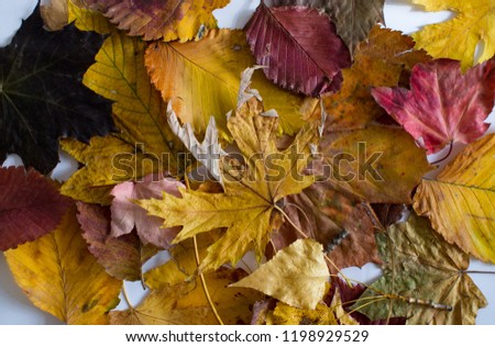 Autumn falling leaves on the white background. Autumn background
