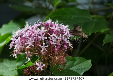Photos of a Hummingbird Moth eating from Kashmir Bouquet flowers