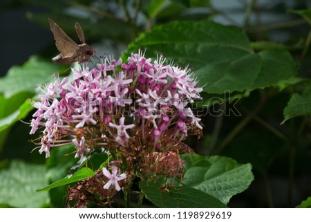 Photos of a Hummingbird Moth eating from Kashmir Bouquet flowers