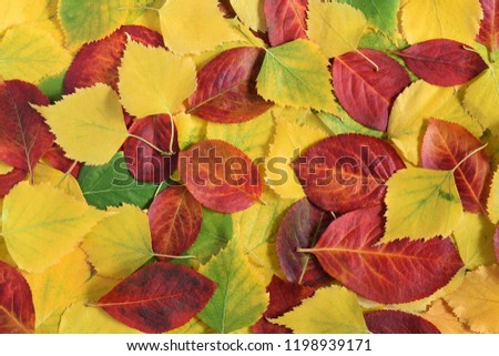 Autumn yellow and green leaves of birch and red leaves of chokeberry. Nature background