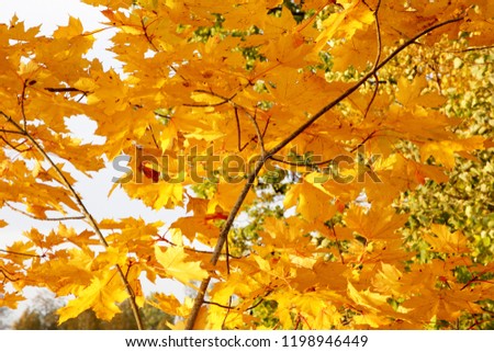 Maple yellow leaves on a sunny autumn day