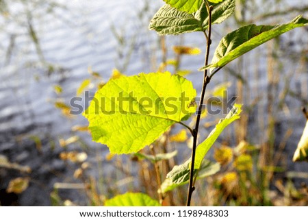 Green leaves texture on a water background, sunny autumn day